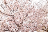 城山公園の桜2020